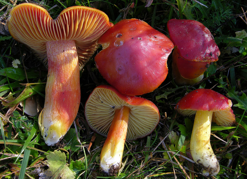 Malga Brigolina parte 1.Hygrocybe punicea.